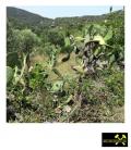 Zergruster Mittelelbagranit nahe Bivio Boni bei Portoferraio, Insel Elba, Italien - 17. Juli 2023 (12).JPG